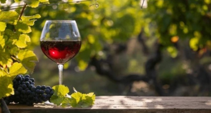 Se viene una nueva edici&oacute;n de &ldquo;Vino Vivo&rdquo; en San Carlos 