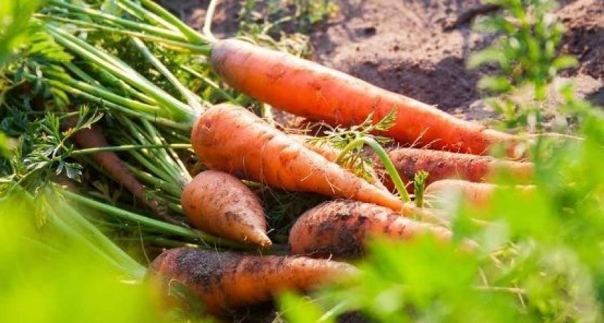 Este jueves en INTA La Consulta, jornada de zanahorias